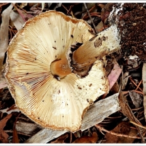 Chlorophyllum sp. at Crooked Corner, NSW - 22 Feb 2022 04:40 PM