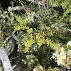 Podocarpus lawrencei (Mountain Plum Pine) at Cotter River, ACT - 13 Mar 2022 by Tapirlord