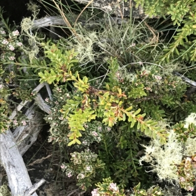 Podocarpus lawrencei (Mountain Plum Pine) at Cotter River, ACT - 13 Mar 2022 by Tapirlord