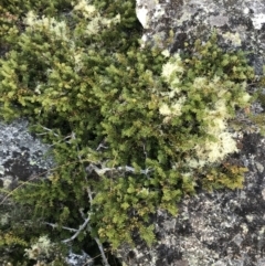 Podocarpus lawrencei at Cotter River, ACT - 13 Mar 2022