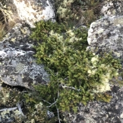 Podocarpus lawrencei at Cotter River, ACT - 13 Mar 2022