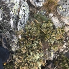 Acrothamnus hookeri (Mountain Beard Heath) at Cotter River, ACT - 12 Mar 2022 by Tapirlord