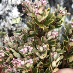 Acrothamnus hookeri at Cotter River, ACT - 13 Mar 2022