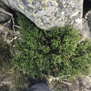 Prostanthera cuneata at Cotter River, ACT - 13 Mar 2022 08:10 AM