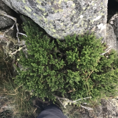 Prostanthera cuneata (Alpine Mint Bush) at Cotter River, ACT - 12 Mar 2022 by Tapirlord