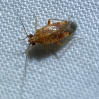 Lygaeidae (family) (Seed bug) at QPRC LGA - 20 Mar 2022 by Steve_Bok
