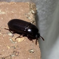 Uloma (Uloma) sanguinipes (Darkling beetle) at Jerrabomberra, NSW - 20 Mar 2022 by SteveBorkowskis