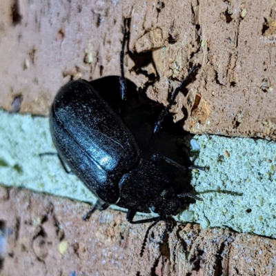 Prophanes simplex (Darkling beetle) at Lions Youth Haven - Westwood Farm A.C.T. - 20 Mar 2022 by HelenCross