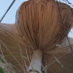 Macrolepiota dolichaula (Macrolepiota dolichaula) at Stromlo, ACT - 20 Mar 2022 by Ct1000