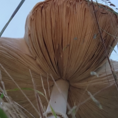 Macrolepiota dolichaula (Macrolepiota dolichaula) at Block 402 - 20 Mar 2022 by Ct1000