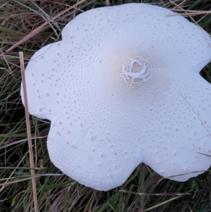 Macrolepiota dolichaula at Stromlo, ACT - 20 Mar 2022