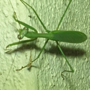 Pseudomantis albofimbriata at Turner, ACT - 20 Mar 2022