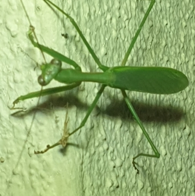 Pseudomantis albofimbriata (False garden mantis) at Turner, ACT - 20 Mar 2022 by LD12