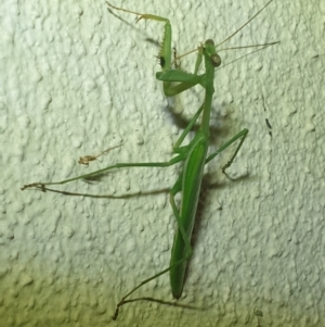 Pseudomantis albofimbriata at Turner, ACT - 20 Mar 2022 10:20 PM