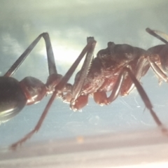 Myrmecia sp. (genus) (Bull ant or Jack Jumper) at Sullivans Creek, Turner - 20 Mar 2022 by LD12