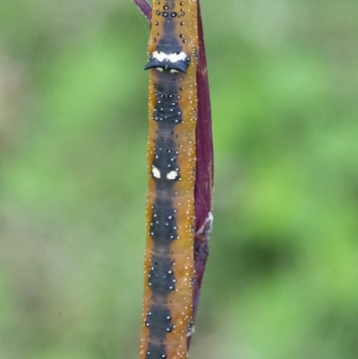 Oenochroma vinaria (Pink-bellied Moth, Hakea Wine Moth) at QPRC LGA - 20 Mar 2022 by WHall