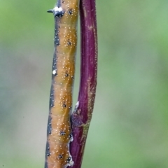 Oenochroma vinaria at Googong, NSW - 20 Mar 2022 02:25 PM