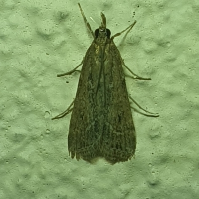 Eudonia cleodoralis (A Crambid moth) at Turner, ACT - 20 Mar 2022 by LD12