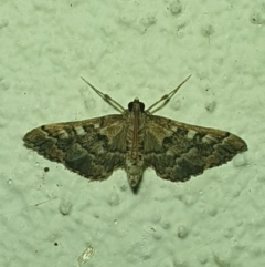 Nacoleia rhoeoalis (A Crambid moth (Spilomelinae) at Turner, ACT - 20 Mar 2022 by LD12