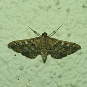 Nacoleia rhoeoalis at Turner, ACT - 20 Mar 2022 09:41 PM