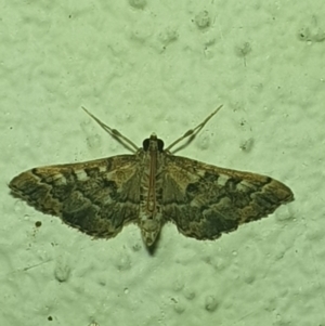 Nacoleia rhoeoalis at Turner, ACT - 20 Mar 2022 09:41 PM