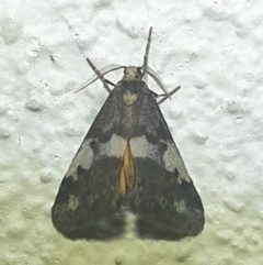 Anestia (genus) (A tiger moth) at Turner, ACT - 20 Mar 2022 by LD12
