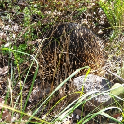 Tachyglossus aculeatus (Short-beaked Echidna) at Isaacs Ridge - 14 Mar 2022 by LD12