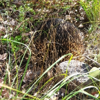 Tachyglossus aculeatus (Short-beaked Echidna) at Isaacs Ridge and Nearby - 14 Mar 2022 by LD12