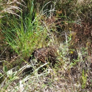 Tachyglossus aculeatus at Isaacs, ACT - 14 Mar 2022 03:07 PM