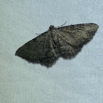 Boarmiini (tribe) (Unidentified Looper moth) at Jerrabomberra, NSW - 20 Mar 2022 by SteveBorkowskis