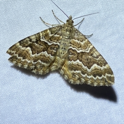 Chrysolarentia heliacaria (Heliacaria Carpet) at Jerrabomberra, NSW - 20 Mar 2022 by SteveBorkowskis