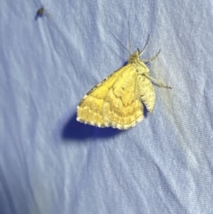 Chrysolarentia heliacaria at Jerrabomberra, NSW - 20 Mar 2022