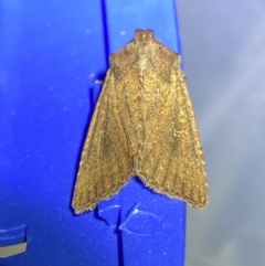 Diarsia intermixta (Chevron Cutworm, Orange Peel Moth.) at QPRC LGA - 20 Mar 2022 by Steve_Bok
