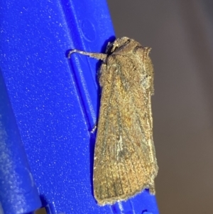 Diarsia intermixta at Jerrabomberra, NSW - 20 Mar 2022