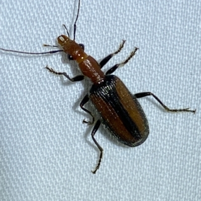 Drypta australis (A Carab beetle) at Jerrabomberra, NSW - 20 Mar 2022 by Steve_Bok