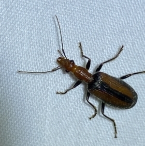 Drypta australis at Jerrabomberra, NSW - suppressed