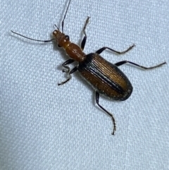 Drypta australis at Jerrabomberra, NSW - suppressed