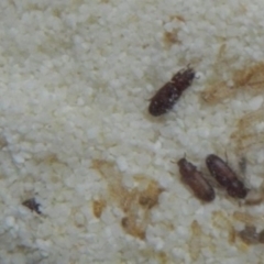 Tribolium sp. (genus) (A flour beetle) at QPRC LGA - 20 Mar 2022 by TmacPictures