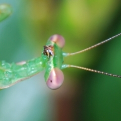 Pseudomantis albofimbriata (False garden mantis) at Stirling, ACT - 19 Mar 2022 by Harrisi