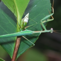 Pseudomantis albofimbriata at Stirling, ACT - 19 Mar 2022