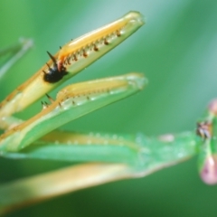 Pseudomantis albofimbriata at Stirling, ACT - 19 Mar 2022