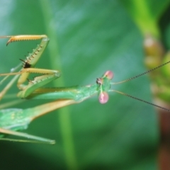 Pseudomantis albofimbriata at Stirling, ACT - 19 Mar 2022