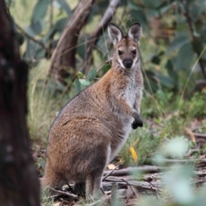 Notamacropus rufogriseus at Mount Clear, ACT - 17 Mar 2022