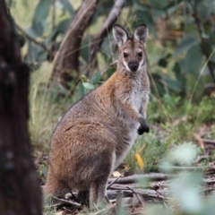 Notamacropus rufogriseus (Red-necked Wallaby) at Mount Clear, ACT - 17 Mar 2022 by TimL