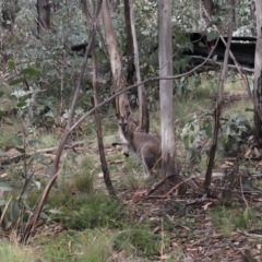 Notamacropus rufogriseus at Mount Clear, ACT - 17 Mar 2022