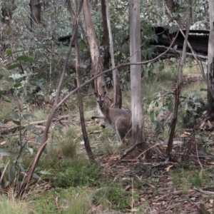 Notamacropus rufogriseus at Mount Clear, ACT - 17 Mar 2022