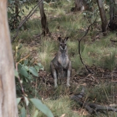 Notamacropus rufogriseus at Mount Clear, ACT - 17 Mar 2022