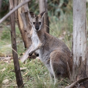 Notamacropus rufogriseus at Mount Clear, ACT - 17 Mar 2022