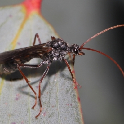 Myrmecia pyriformis (A Bull ant) at Mount Clear, ACT - 17 Mar 2022 by TimL