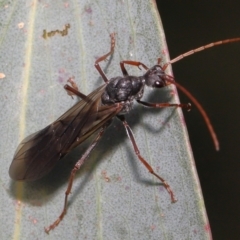 Myrmecia pyriformis at Mount Clear, ACT - 17 Mar 2022